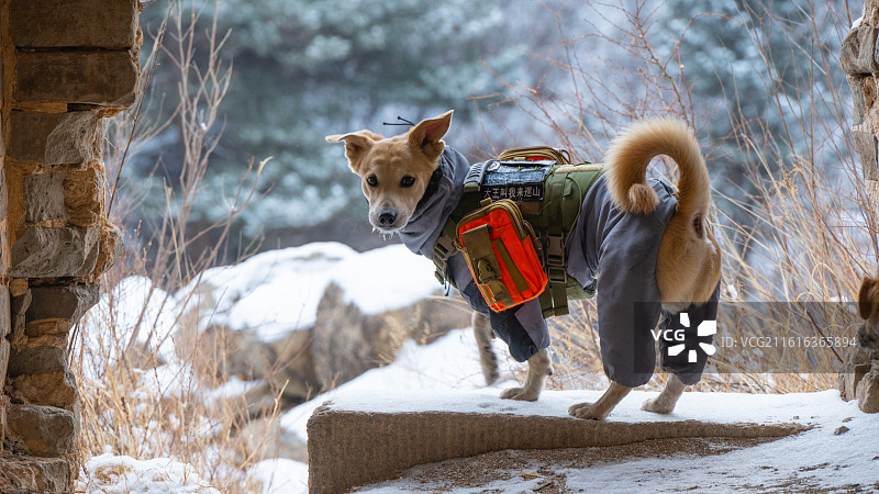 雪天爬乌龙沟长城的小狗图片素材