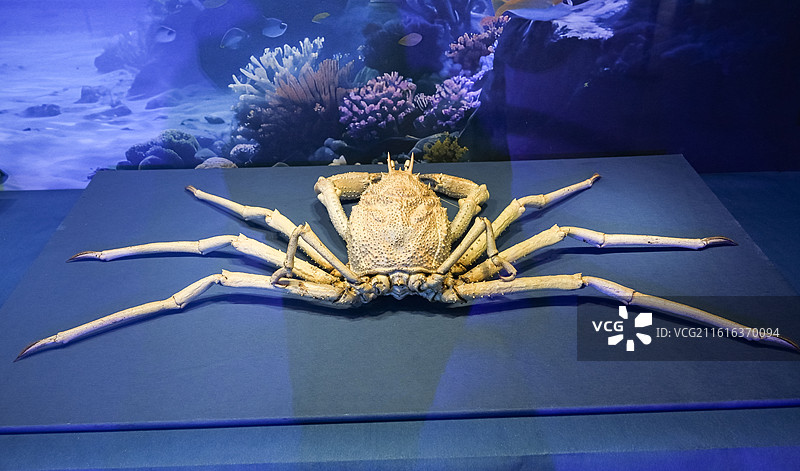 巨螯拟人面蟹 山东博物馆“数智文化展厅”图片素材