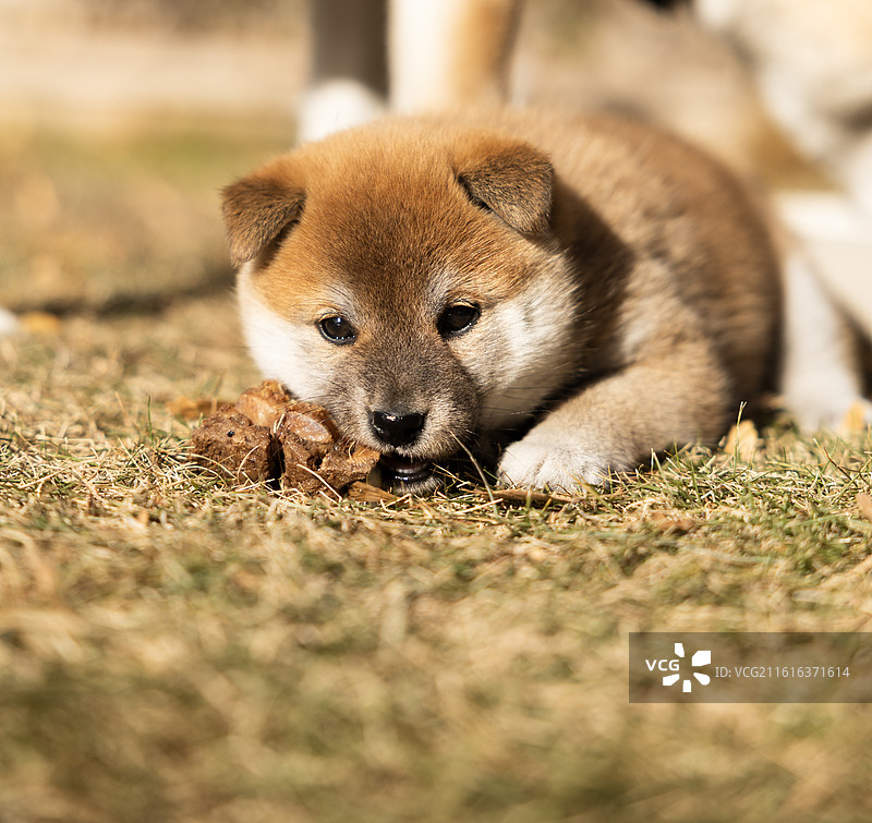 可爱的小柴犬在咬骨头磨牙图片素材
