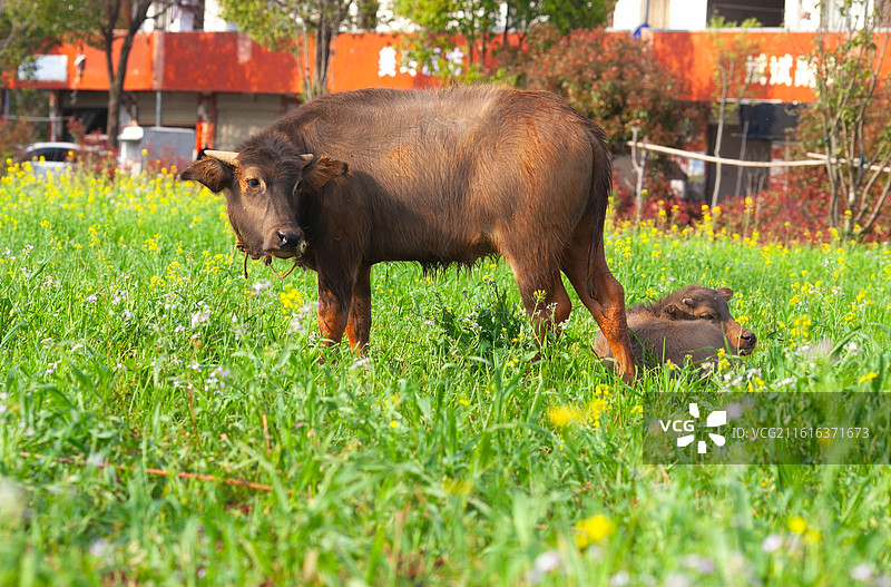 一头牛在草地上吃草图片素材