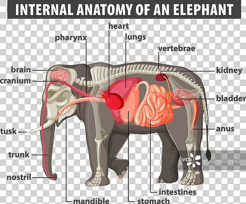 大象内部器官的细节图片素材