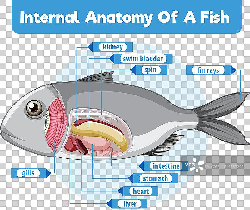 鱼的内部器官的详细图解图片素材