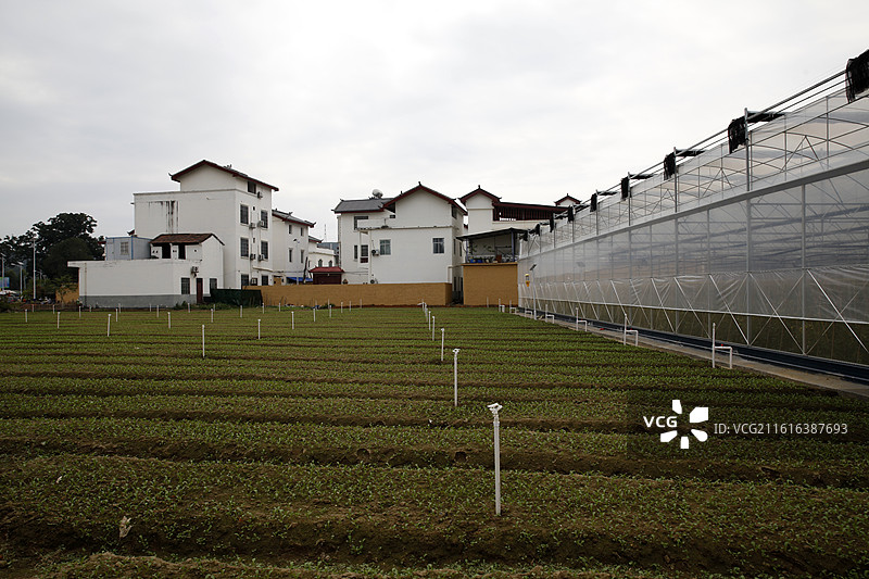 广西百色市右江区江凤村印象那西生态庄园蔬菜图片素材