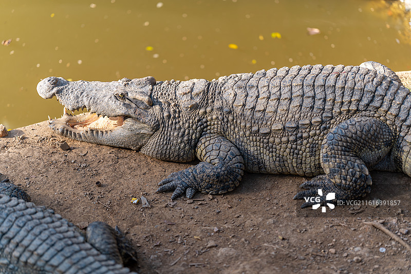 美梦中的鳄鱼图片素材