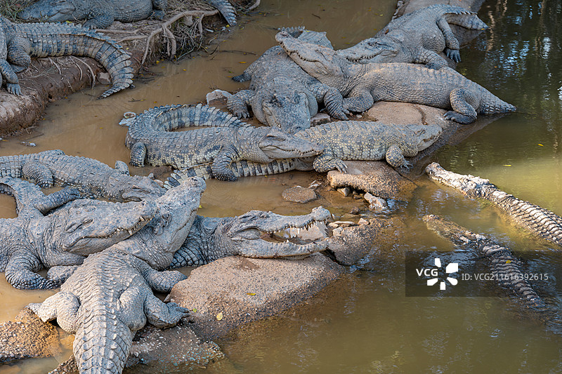 美梦中的鳄鱼图片素材