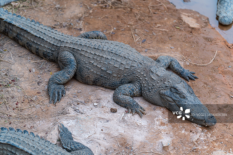 美梦中的鳄鱼图片素材