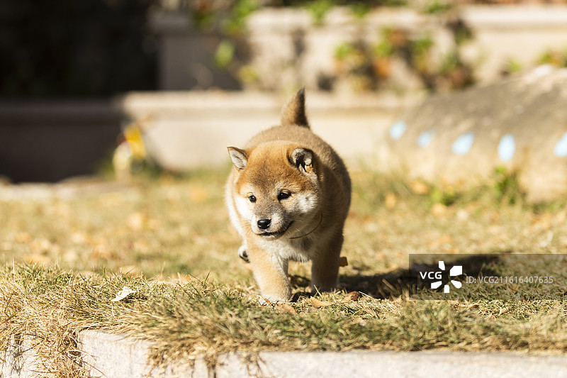 一只可爱的小柴犬图片素材