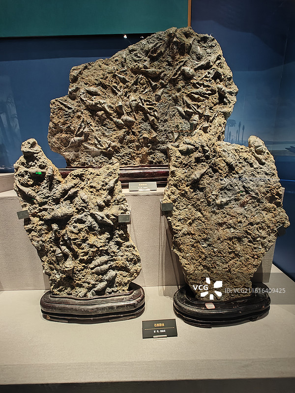 泥盆纪石燕群体化石图片素材