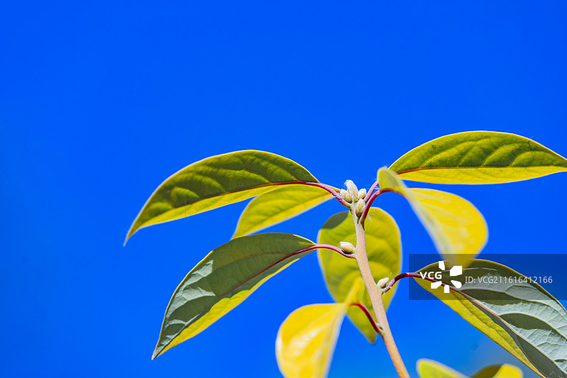 阳光下的新生枝叶图片素材