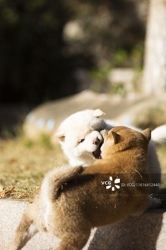 可爱的小柴犬们在嬉戏玩耍图片素材