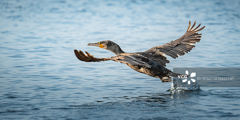 在空中飞翔的的鸬鹚图片素材