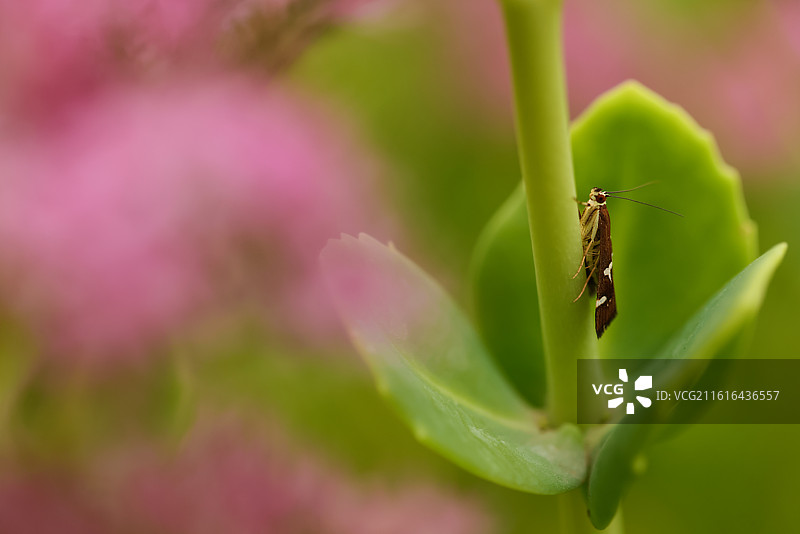 长药八宝图片素材