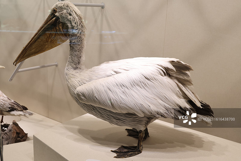 杭州西溪湿地中国湿地博物馆图片素材