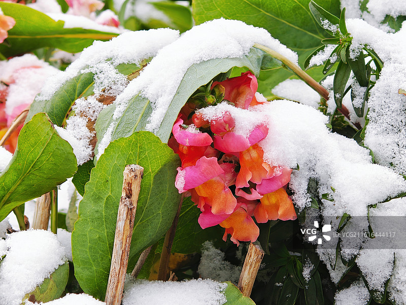 江阴雪景，雨雪天气，二十四节气，节气，雪景，大雪，冬至，植物被雪覆盖，雪中的粉色花朵，花朵上落满了雪图片素材