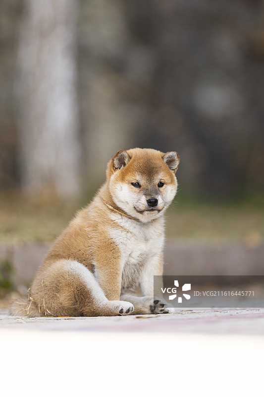 一只可爱的小柴犬图片素材