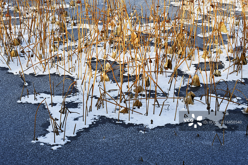 山东枣庄山亭区紫云湖冰雪残荷图片素材