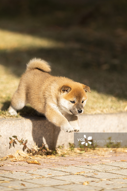 一只可爱的小柴犬图片素材