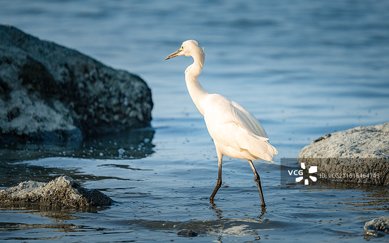 海边觅食的白鹭图片素材