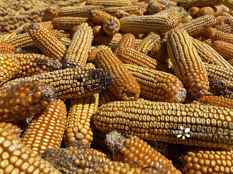 秋天丰收晒玉米图片素材