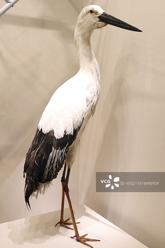 杭州西溪湿地中国湿地博物馆图片素材