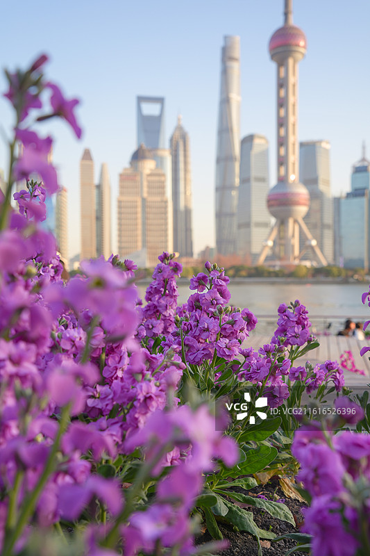 上海北外滩植物紫罗兰花海陆家嘴地标建筑图片素材