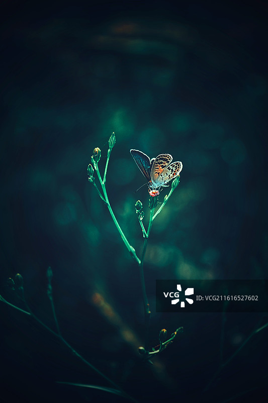 阳光明媚野草地花蝴蝶豆娘。风景背景图壁纸清新光影图片素材