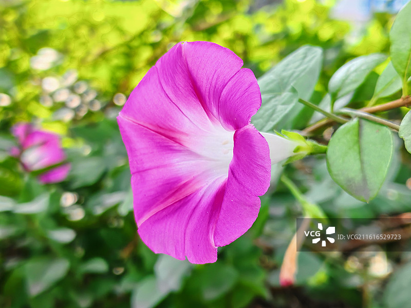 牵牛花 喇叭花图片素材