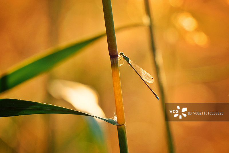 芦苇蜻蜓豆娘狗尾巴草。红蜻蜓光影清新风景背景图壁纸图片素材