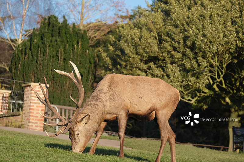 Nottingham 诺丁汉鹿园图片素材