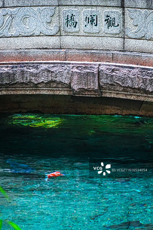 园林水池锦鲤金鱼图片素材