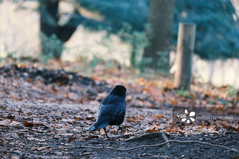 鹿园 Nottingham Wollaton Park图片素材