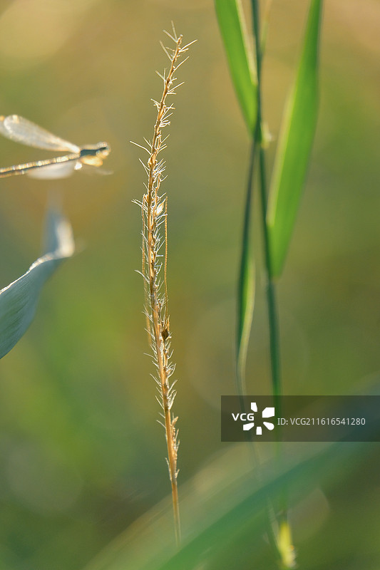 阳光明媚野草地花蝴蝶豆娘。风景背景图壁纸清新光影图片素材