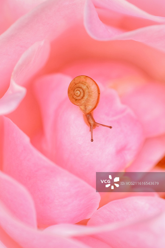 蜗牛组图。落叶雨水露水鲜花月季花清新背景图壁纸图片素材