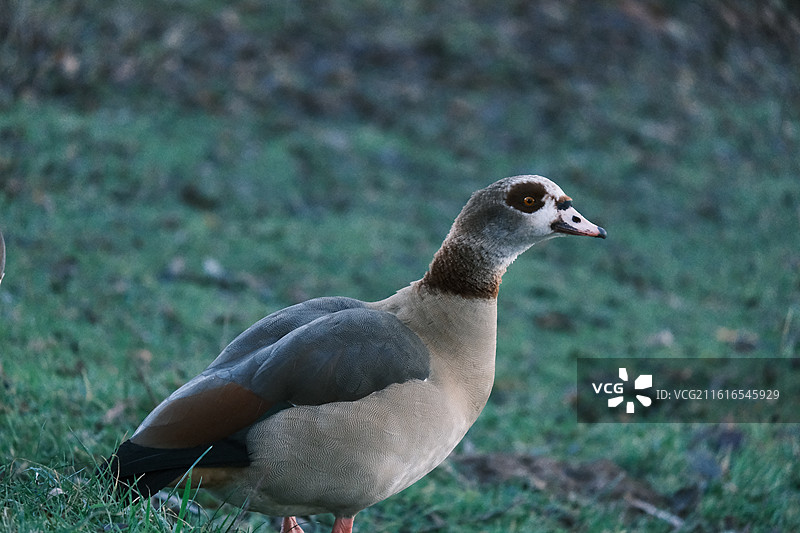 Nottingham 诺丁汉鹿园图片素材