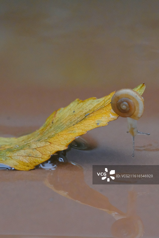 蜗牛组图。落叶雨水露水鲜花月季花清新背景图壁纸图片素材