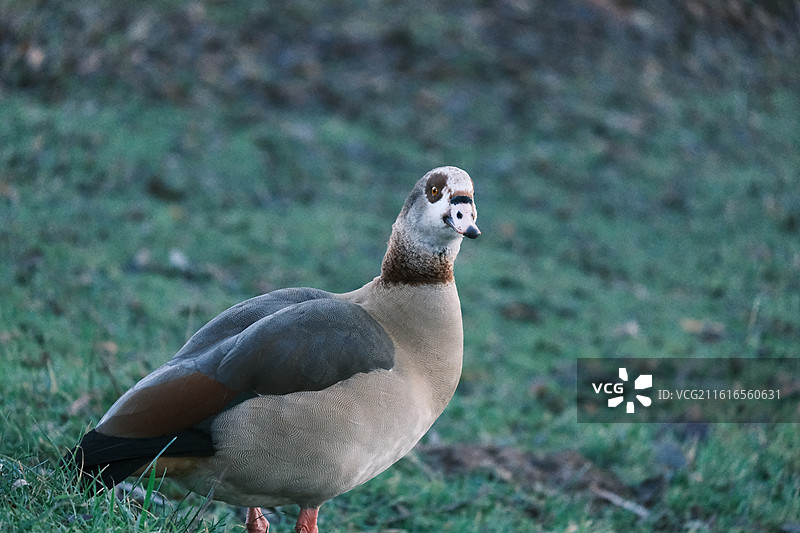 Nottingham 诺丁汉鹿园图片素材
