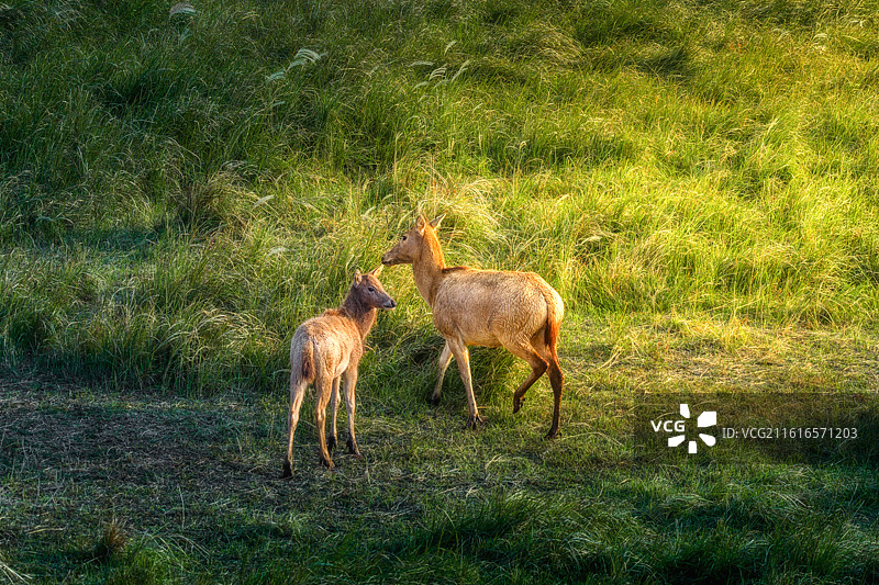 盐城麋鹿 大丰野鹿荡 条子泥景区 中华麋鹿园图片素材