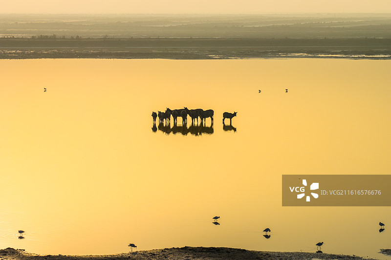 盐城麋鹿 大丰野鹿荡 条子泥景区 中华麋鹿园图片素材