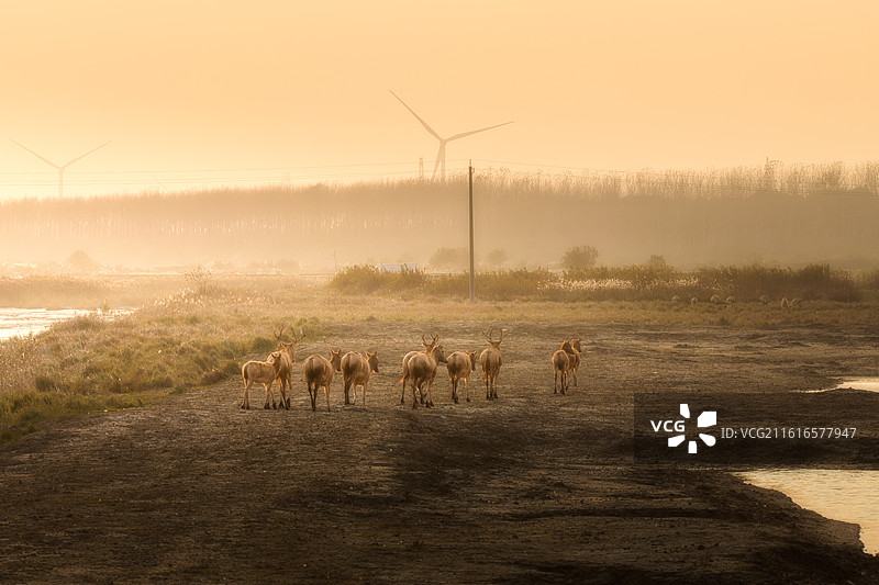 盐城麋鹿 大丰野鹿荡 条子泥景区 中华麋鹿园图片素材
