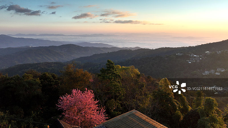 西双版纳 南糯山 云海 冬樱花图片素材