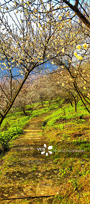 大邑县梅花谷图片素材