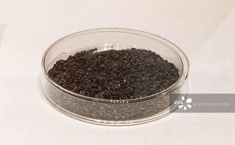 良渚文化，炭化稻谷图片素材