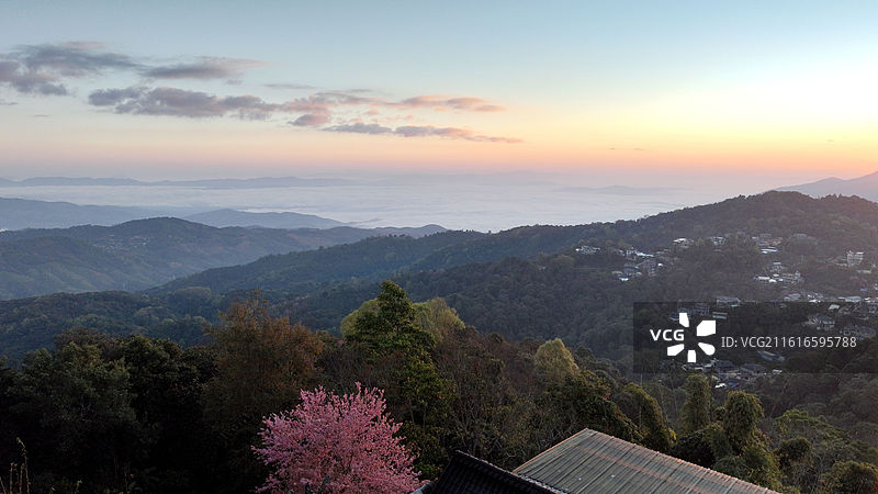 西双版纳 南糯山 云海 冬樱花图片素材