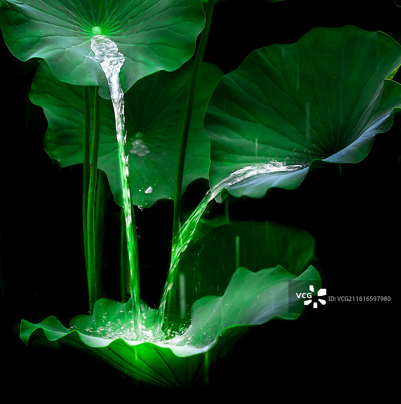 荷叶上的水珠图片素材