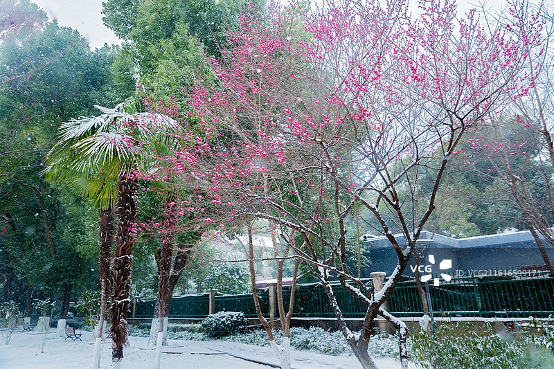 白雪中红梅花儿绽放：梅花香自苦寒来图片素材