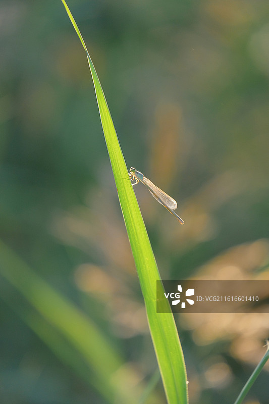 阳光明媚野草地花蝴蝶豆娘。风景背景图壁纸清新光影图片素材