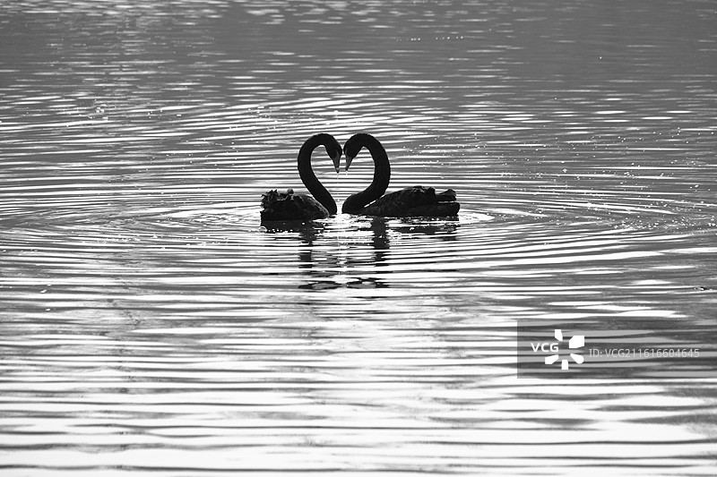 春天春暖花开黑天鹅湖水波纹。渲染墨染锦鲤背景图壁纸图片素材