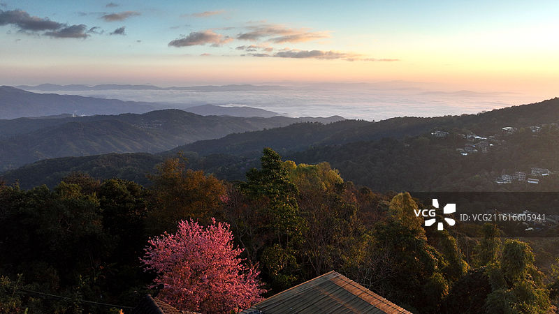 西双版纳 南糯山 云海 冬樱花图片素材