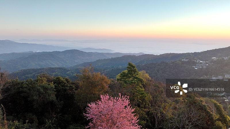 西双版纳 南糯山 云海 冬樱花图片素材