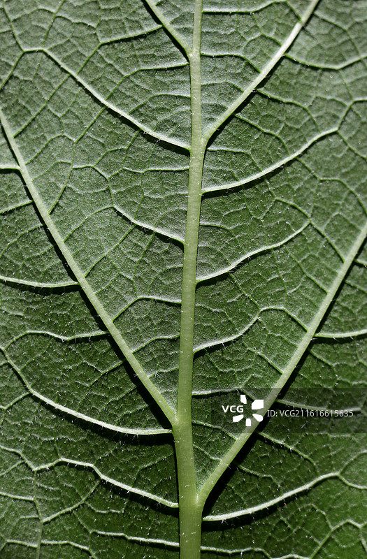 叶脉图片素材